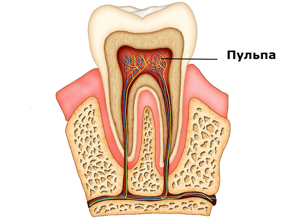 Пульпит зуба: лечение и цена